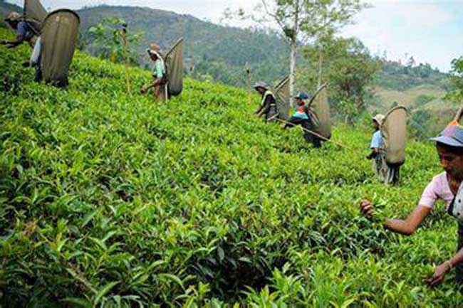 பெருந்தோட்ட தொழிலாளர்களுக்கு 15,000 ரூபா வழங்க தீர்மானம்