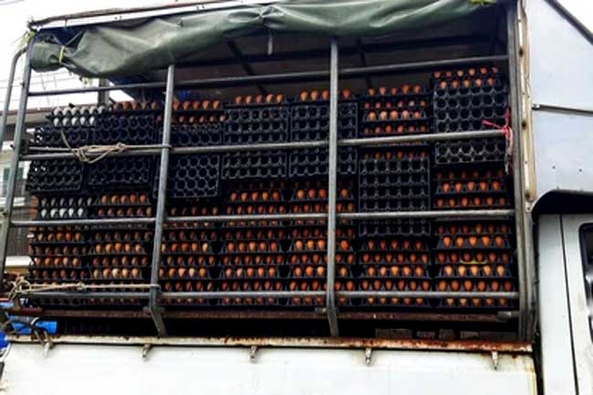 8 இலட்சம் முட்டைகள் கொழும்புக்கு 