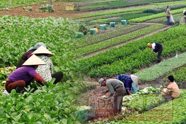 விவசாயத்தை விட்டுச்சென்ற ஒரு இலட்சம் பேர்!