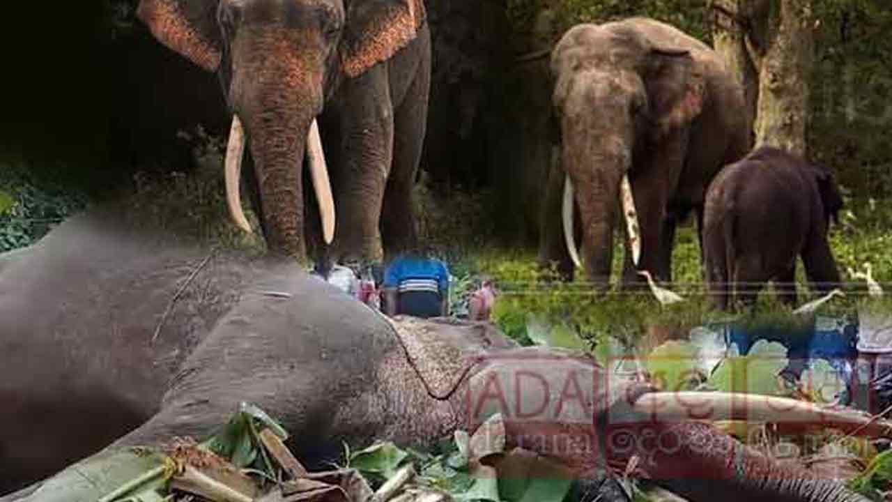 'தீகதந்து 1' குறித்து நாம் அறியாத  தகவல்கள்!