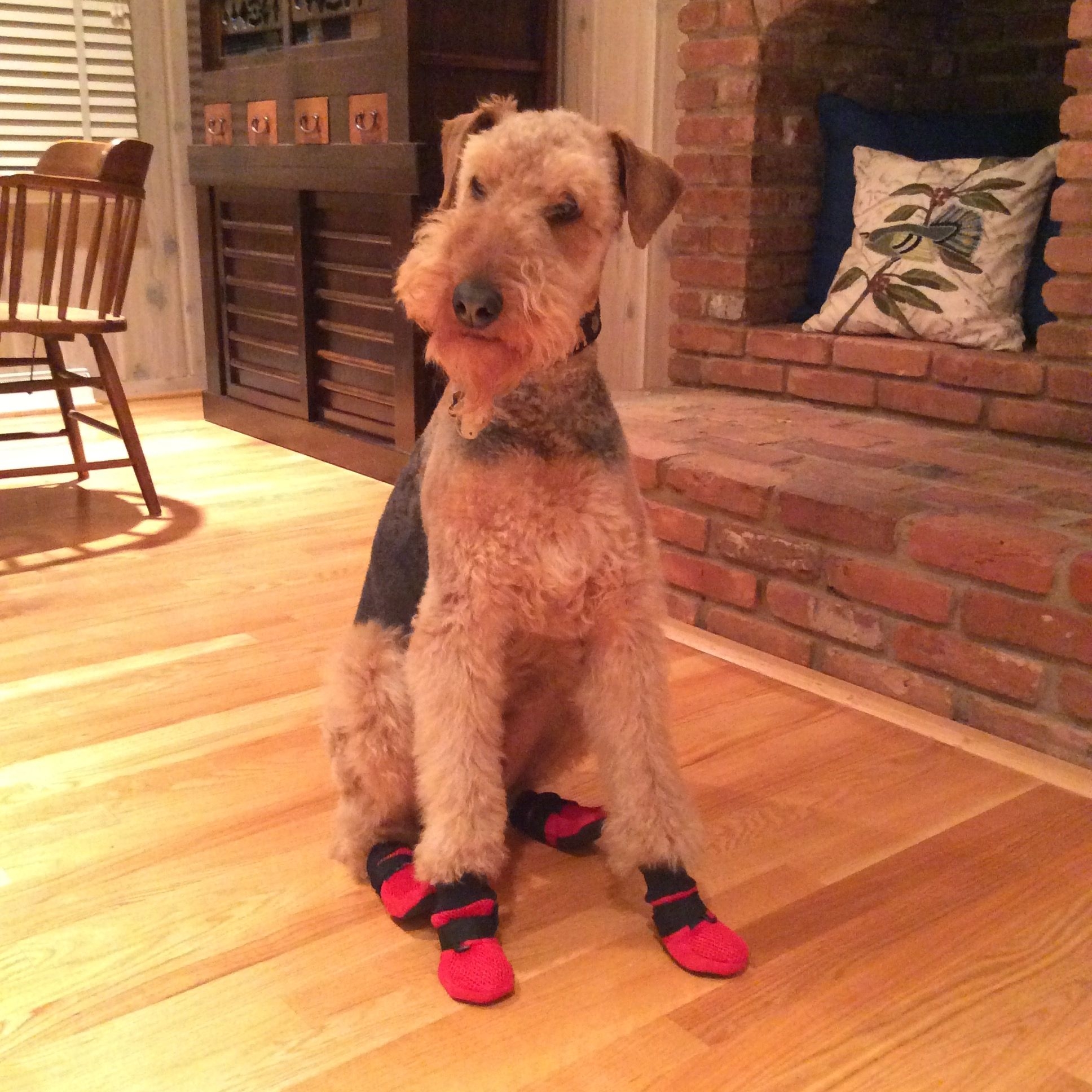 dog sitting on hardwood floor with red boots on