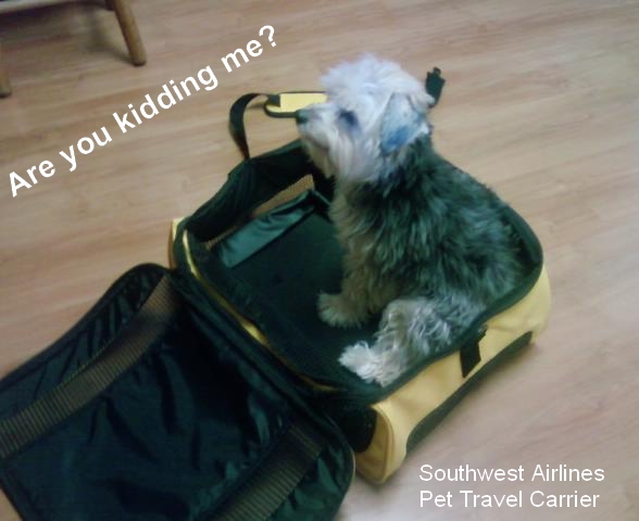 Small Dog Flying On Southwest With A Dog Airplane Fly Southwest
