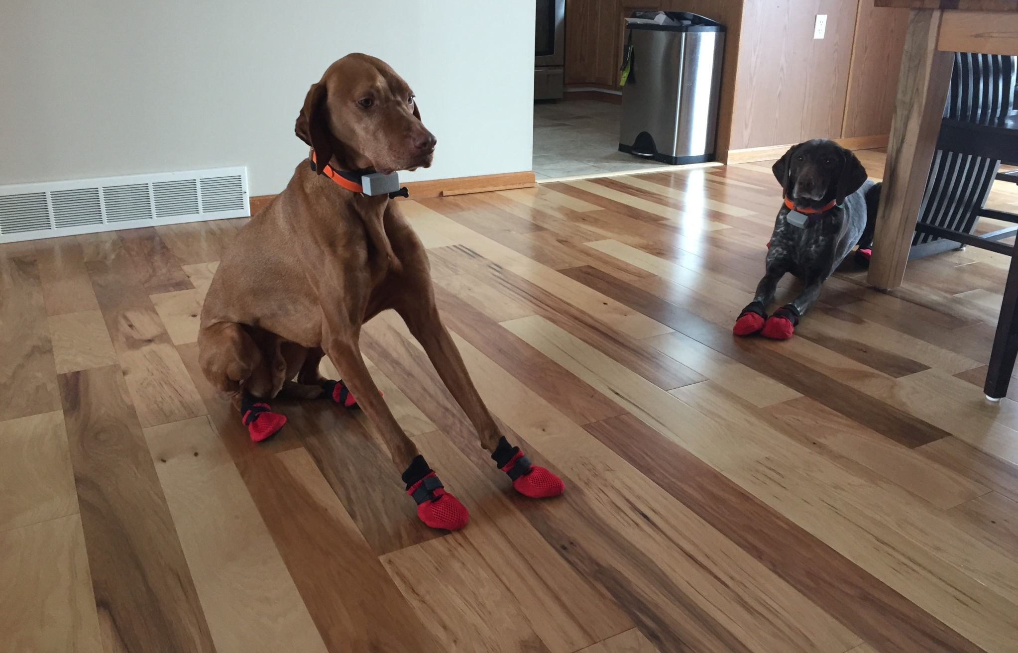 dogs wearing red boots on hardwood floors