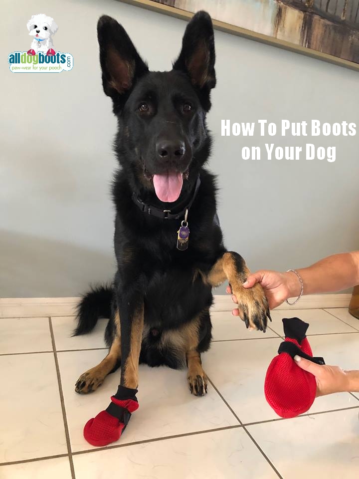 Zoof Boots Dog With Shoes Shoes For Discount My Dog