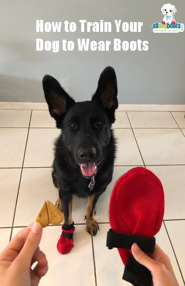 Dogs with booties for the first time new arrivals