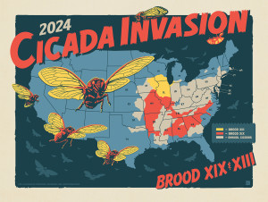 2024 Cicada Invasion Map