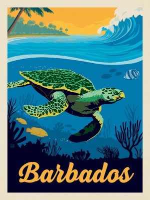 Barbados: Sea Turtle