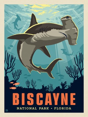 Biscayne National Park: Hammerhead Shark