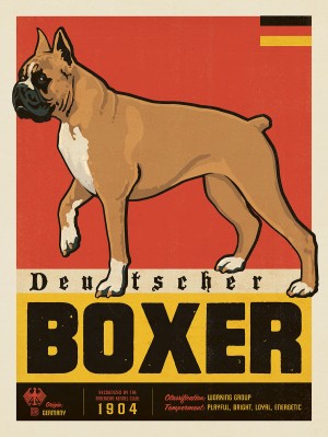 Boxer