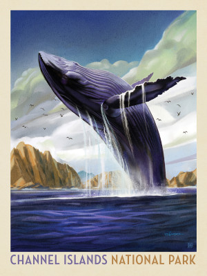 Channel Islands National Park: Breaching Whale