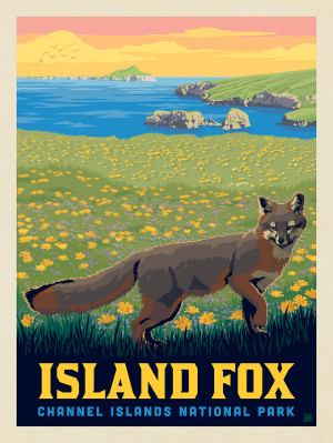 Channel Islands National Park: Island Fox