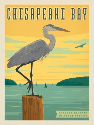 Chesapeake Bay: Heron
