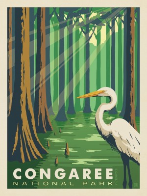 Congaree National Park: Great Egret