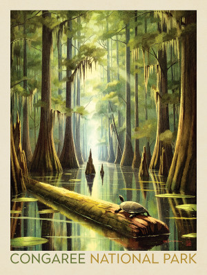 Congaree National Park: Turtle Time