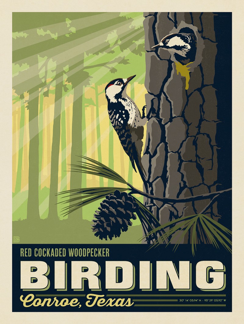 Conroe, TX: Birding