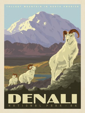 Denali National Park: Dall Sheep