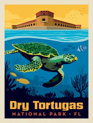 Dry Tortugas National Park: Sea Turtle