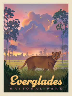 Everglades National Park: Cat In The Grass