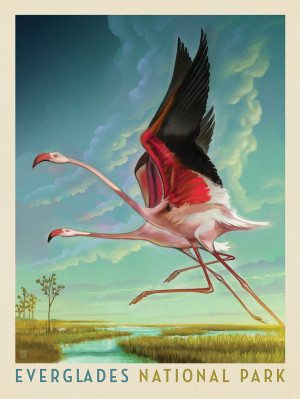 Everglades National Park: Flight Of The Flamingos