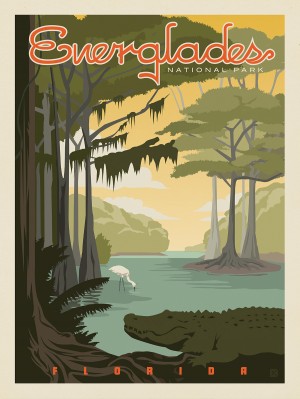 Everglades National Park: Gator