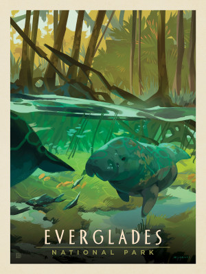 Everglades National Park: Manatee