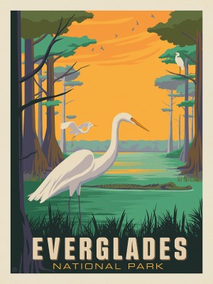 Everglades National Park: Snowy Egrets