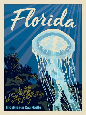 Florida: Jellyfish