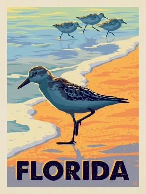 Florida: Sandpipers