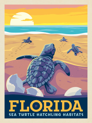 Florida: Sea Turtle Hatchling Habitats
