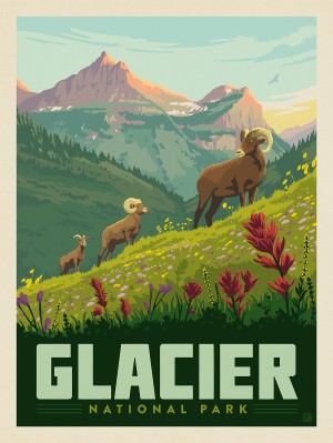 Glacier National Park: Bighorn Sheep