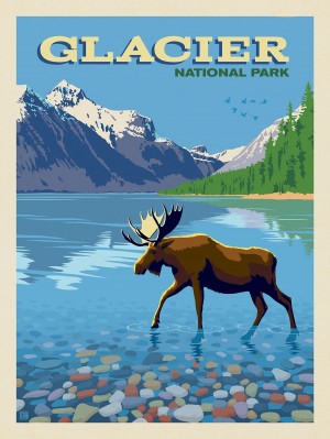 Glacier National Park: Moose