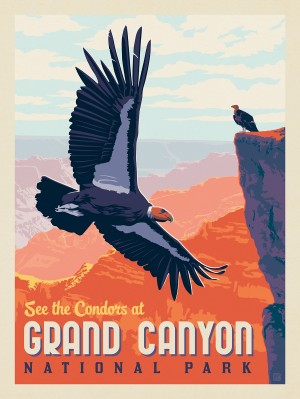 Grand Canyon National Park: Condors