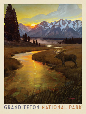 Grand Teton National Park: Lone Moose