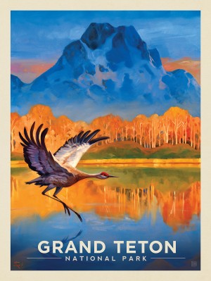 Grand Teton National Park: Sand Hill Crane
