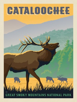 Great Smoky Mountains National Park: Cataloochee Elk