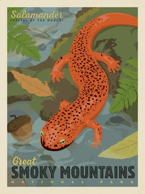 Great Smoky Mountains National Park: Salamander