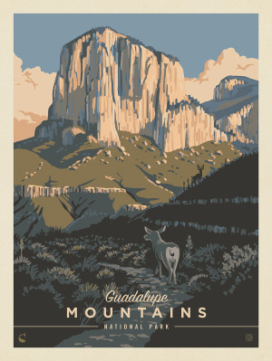 Guadalupe Mountains National Park: Deer In The Shadows