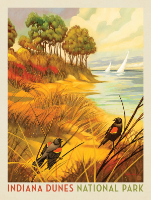 Indiana Dunes National Park: Red-winged Blackbirds