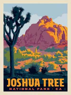 Joshua Tree National Park: Jack Rabbit