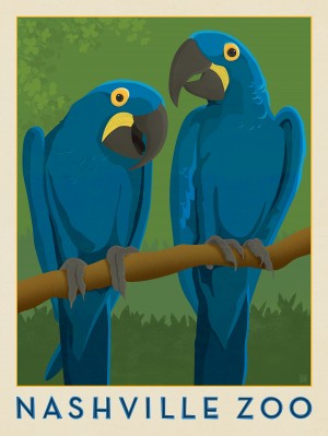 Nashville Zoo (Macaws)