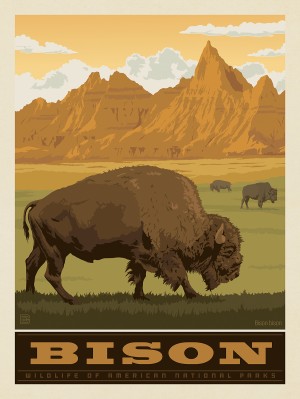National Parks Wildlife: Bison