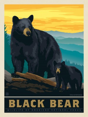 National Parks Wildlife: Black Bear