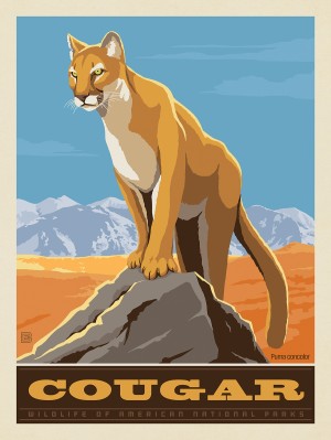 National Parks Wildlife: Cougar