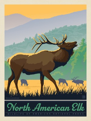 National Parks Wildlife: Elk