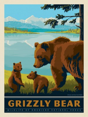 National Parks Wildlife: Grizzly Bear