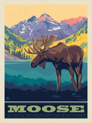 National Parks Wildlife: Moose