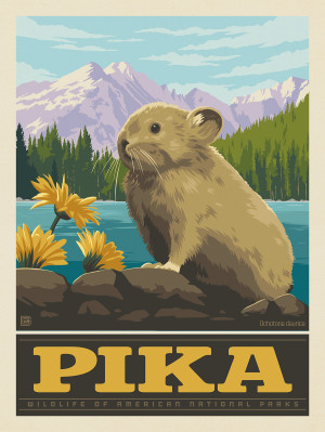 National Parks Wildlife: Pika