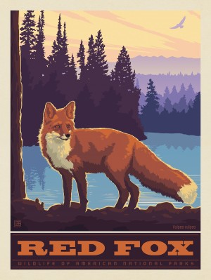 National Parks Wildlife: Red Fox