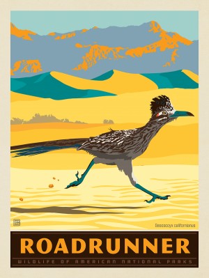 National Parks Wildlife: Roadrunner