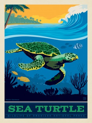 National Parks Wildlife: Sea Turtle